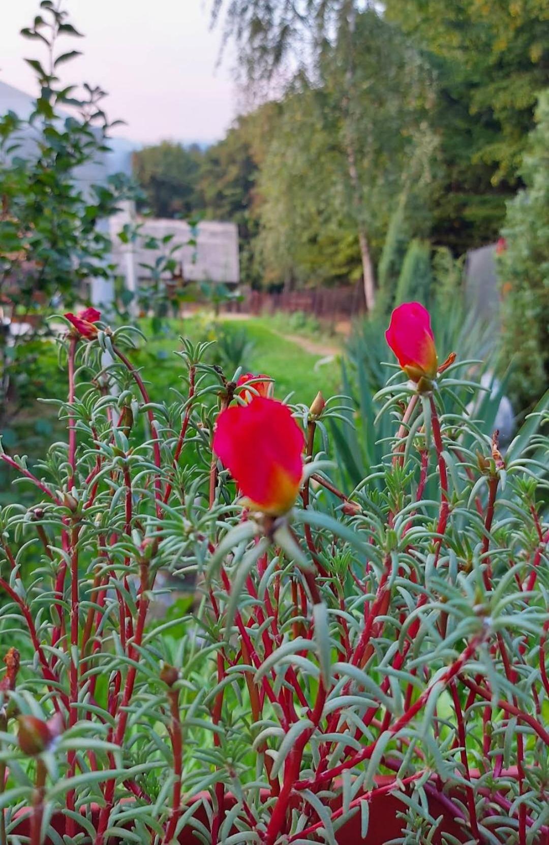 Vila Mala Farma Nani Visoko Exteriér fotografie